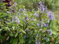 Beautiful flowers everywhere