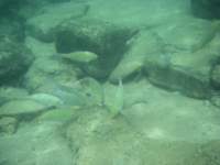 Even the fish seem to be on a vacation at the Koh Kood Resort