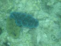 Amazing colors by underwater corals