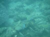 Further into the sea