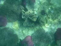 More of our fine coral