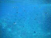 Literally thousands of fish surround you on your snorkeling trip