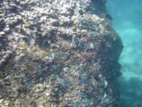 Many generations of oysters built this rock