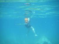 Many underwater species around Koh Kood