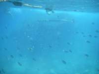 Fish protect you on a snorkeling trip to four islands