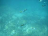 Wonderfull sea life in Bang Bao Bay