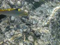 Flying fish at Koh Kood Resort?