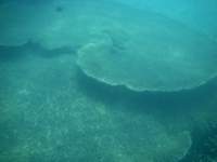 Gigantic Coral near Koh Kood